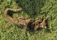 Paradoxurus musangus