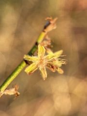 Eriogonum deserticola