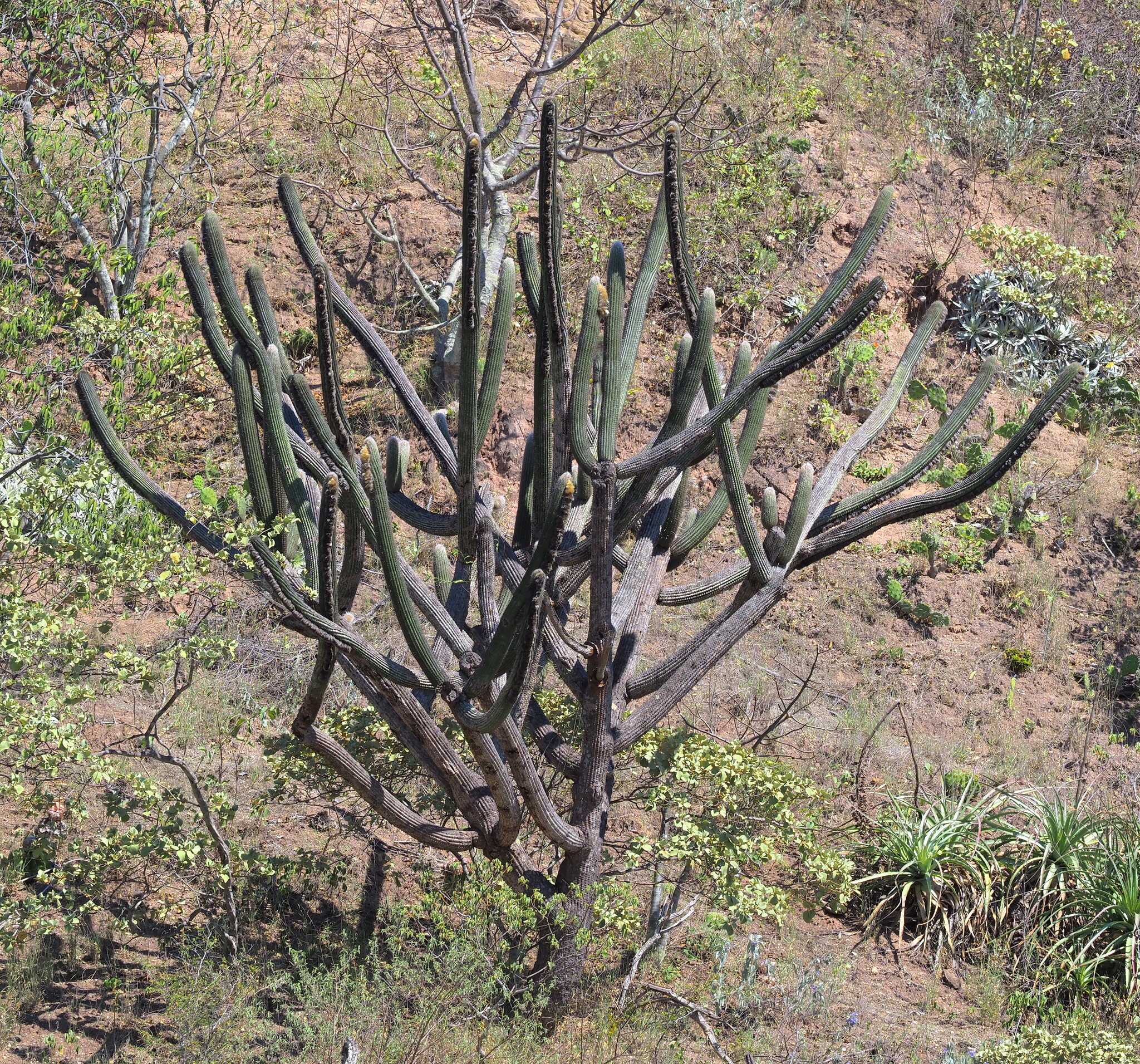 Cotton Ball Cactus (Espostoa lanata)