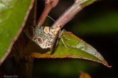 Chloroclystis lichenodes