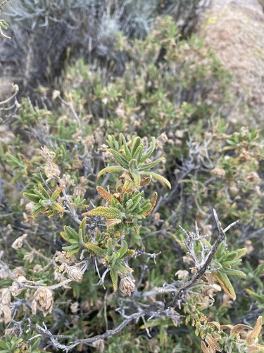 Image of Salvia eremostachya by (c) Matt Berger, some rights reserved (CC BY)