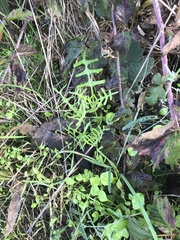 Pholistoma auritum auritum