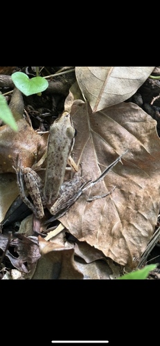 Bijurana nicobariensis