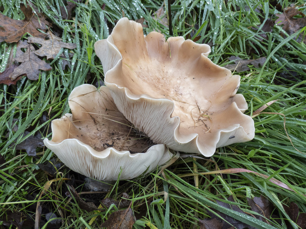 Collybia brunneocephala · December 2025 · photo: © dloarie (iNaturalist, cc-by)