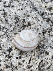 Sonorelix borregoensis