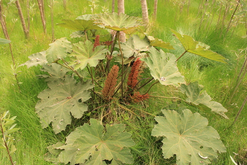 Gunnera brephogea observed 2025-12-22