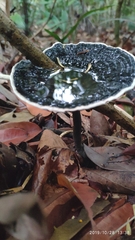 Sanguinoderma rugosum