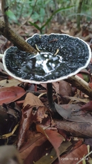 Sanguinoderma rugosum