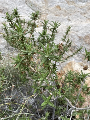 Image of Salvia eremostachya by (c) Matt Berger, some rights reserved (CC BY)