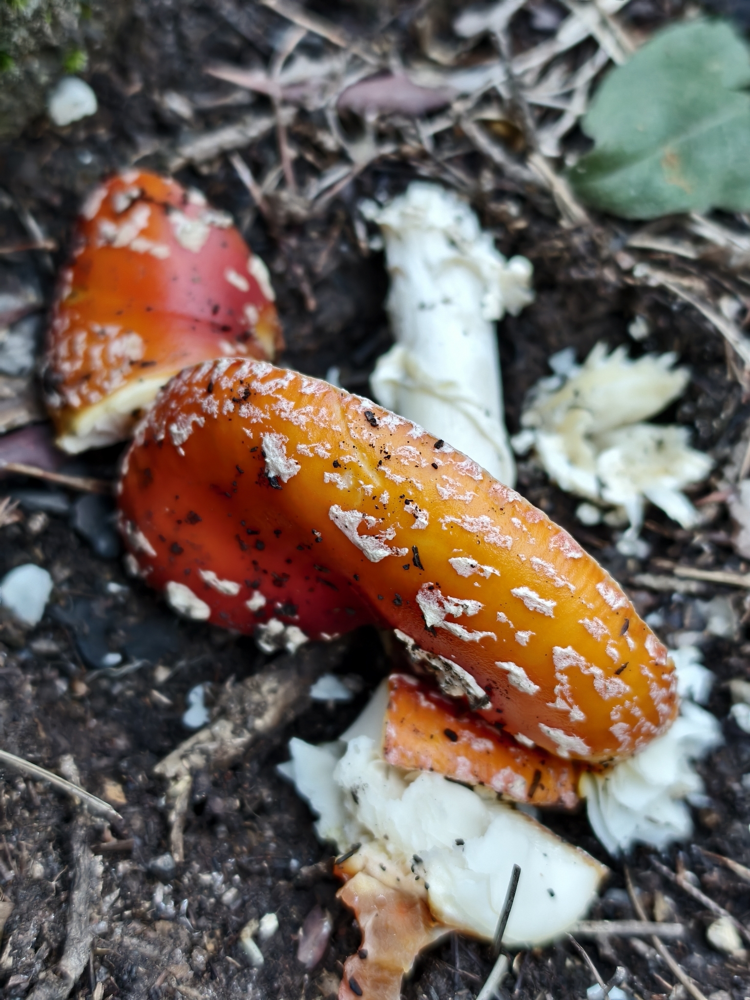 Matamoscas