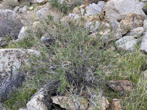 Image of Salvia eremostachya by (c) Matt Berger, some rights reserved (CC BY)