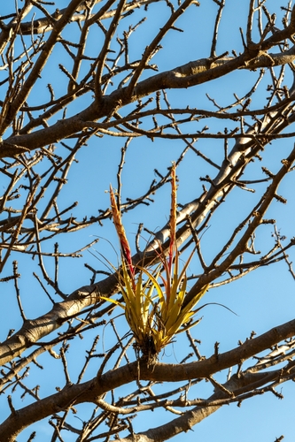 Tillandsia achyrostachys, photograph 4