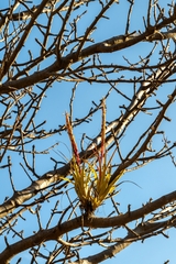 (c) José Javier Barrios Flores, some rights reserved (CC BY) Tillandsia achyrostachys, photograph (c) José Javier Barrios Flores, some rights reserved (CC BY)