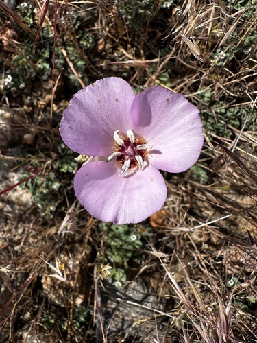 San Jacinto mariposa lily (Calochortus palmeri)