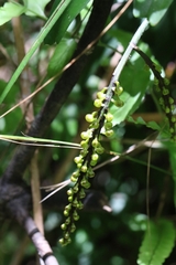 Robiquetia succisa