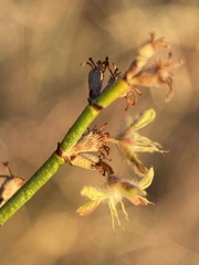 Eriogonum deserticola