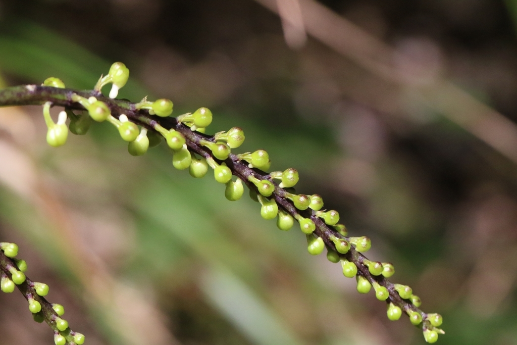 Robiquetia succisa; photograph author not stated, no rights reserved