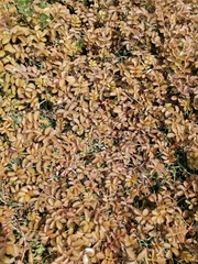 Argentina anserinoides