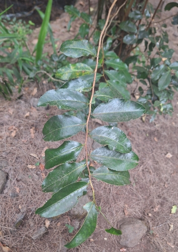 Albinoberry (Aphloia theiformis)