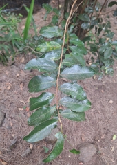 Neumannia (Neumannia)