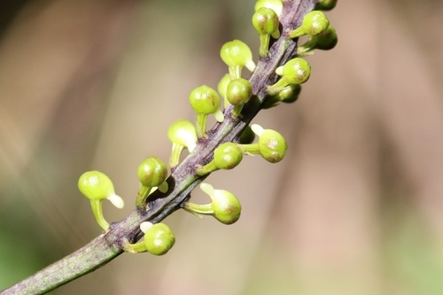 Robiquetia succisa, photograph 2