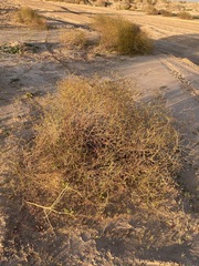 Eriogonum deserticola