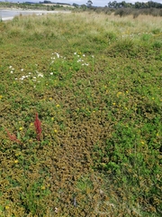 Argentina anserinoides