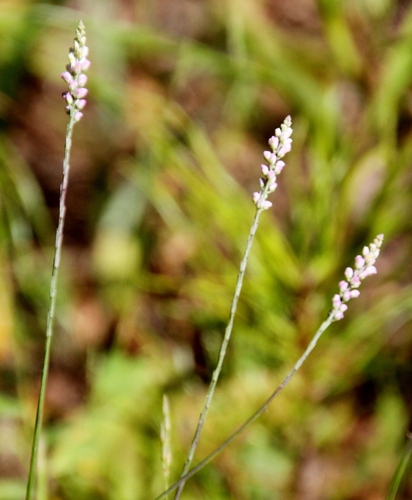 Polygala ambigua iNat (2)
