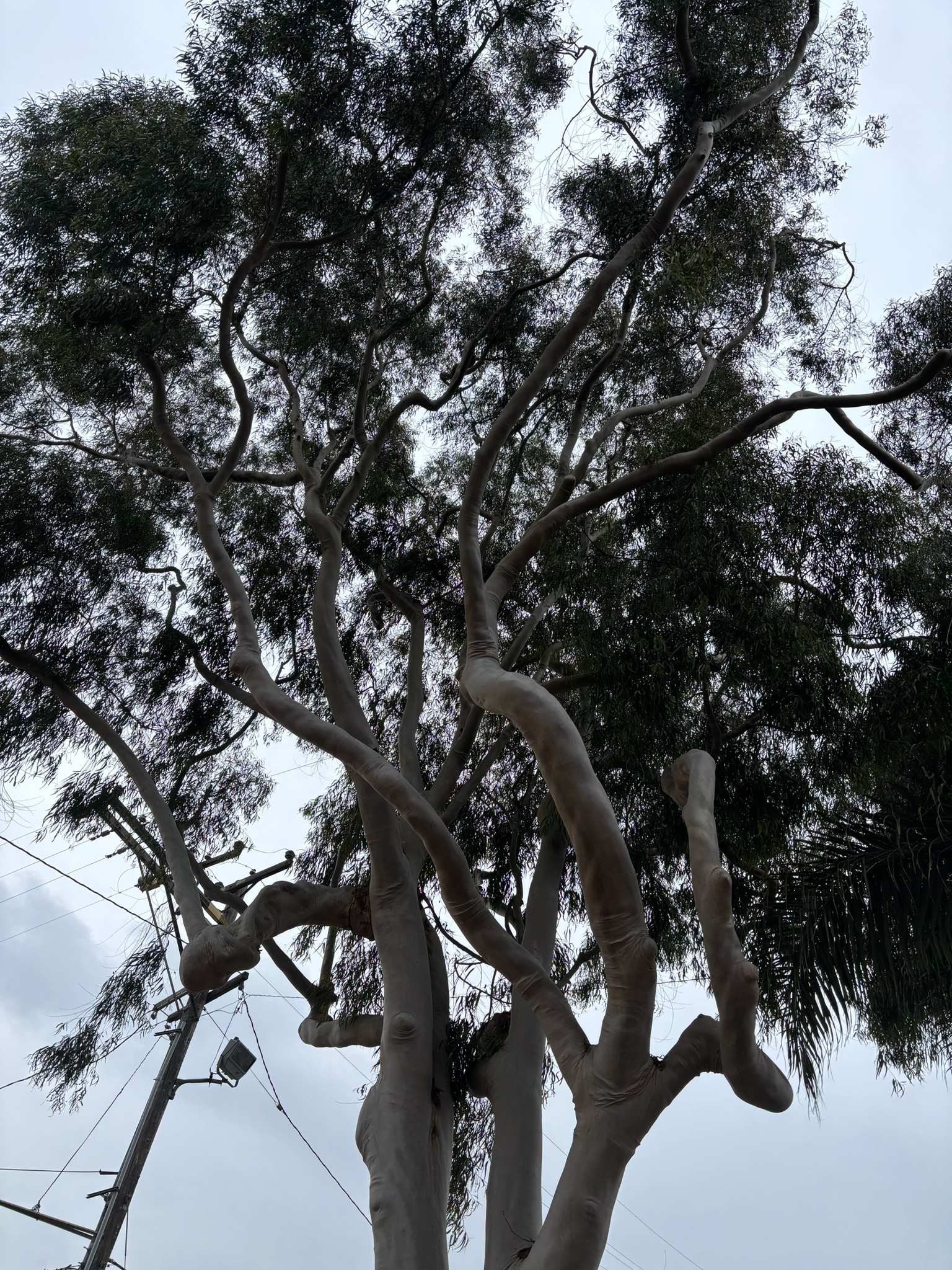 Lemonscented Gum (Corymbia citriodora)