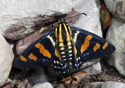 Photo of Sela Skipper (Mimardaris sela)