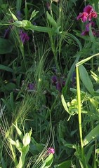 Aegilops triuncialis