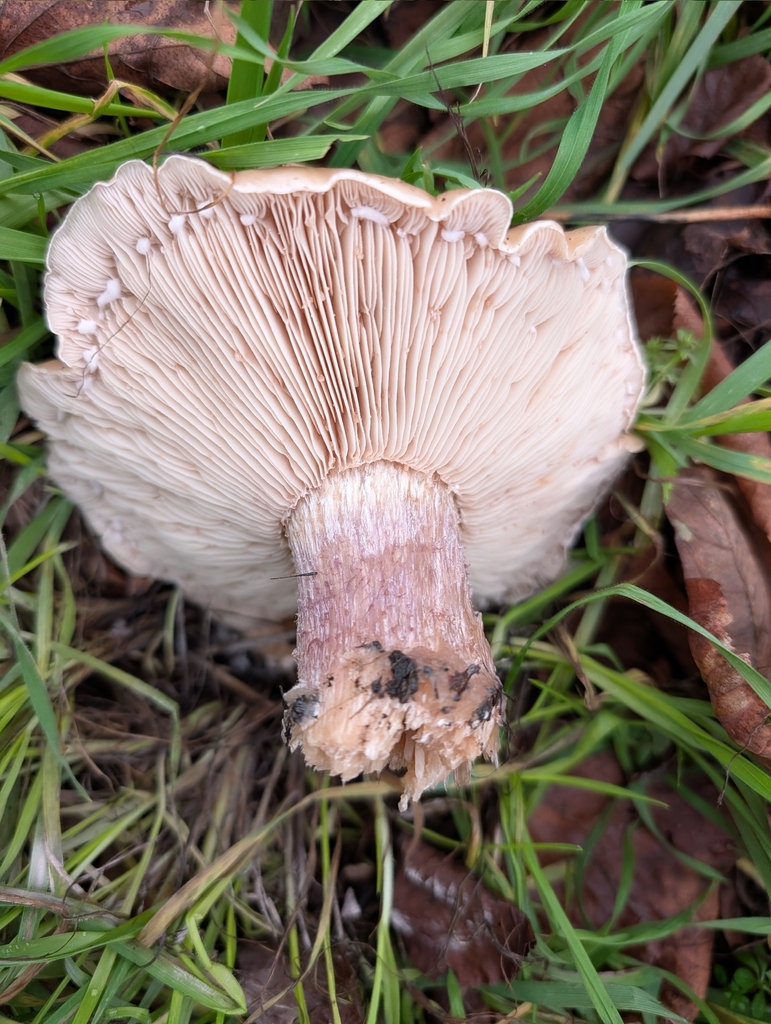 Collybia personata · December 2025 · photo: © pilmar (iNaturalist, cc0)