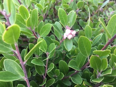 Arctostaphylos franciscana
