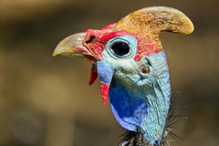 Helmeted Guineafowl photo 4