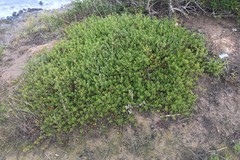 Arctostaphylos franciscana
