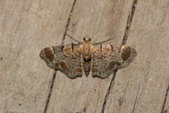 Chloroclystis lichenodes