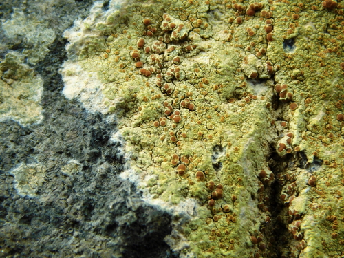 Gyalolechia flavovirescens (Wulfen) Søchting, Frödén & Arup