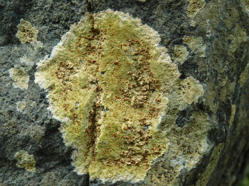 Sulphur Firedot