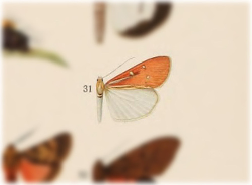 Utetheisa sumatrana