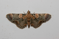 Chloroclystis lichenodes