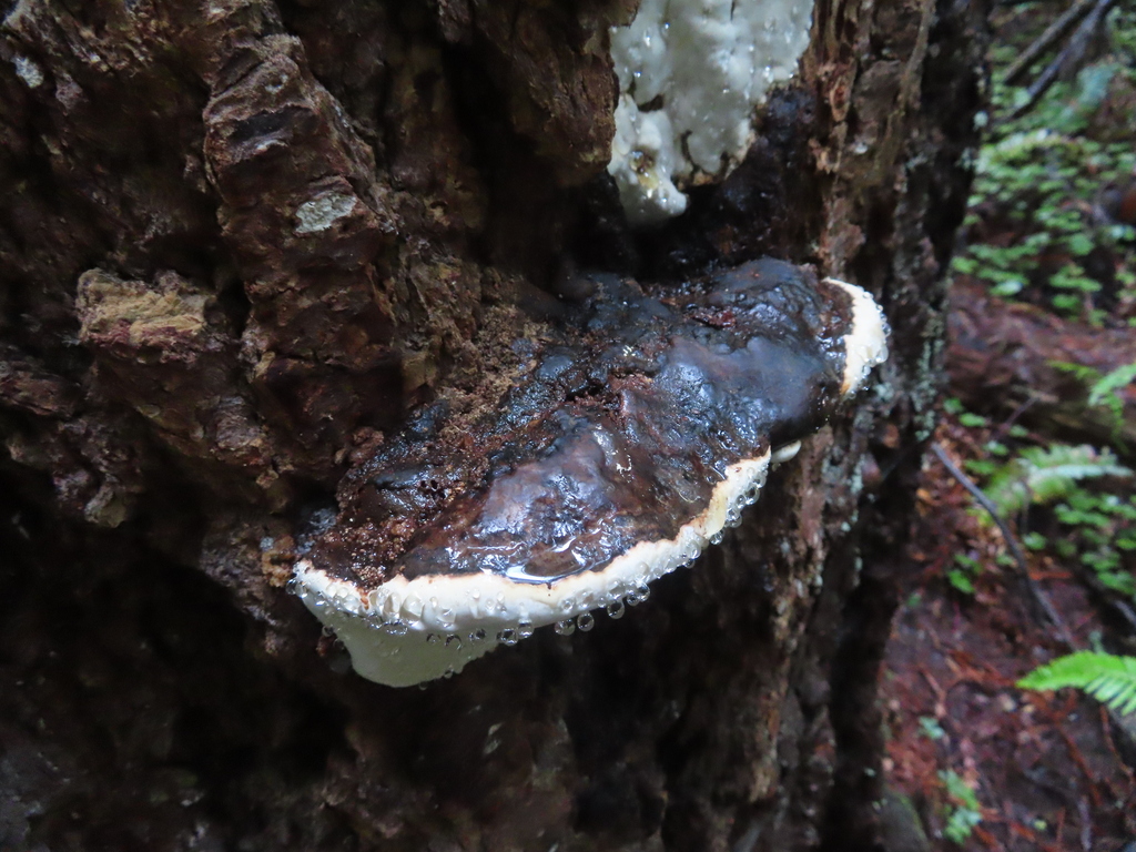 Fomitopsis ochracea · December 2025 · photo: © peliken (iNaturalist, cc-by)