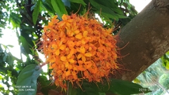 Saraca thaipingensis