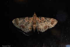 Chloroclystis lichenodes