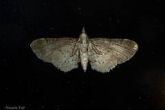 Chloroclystis lichenodes