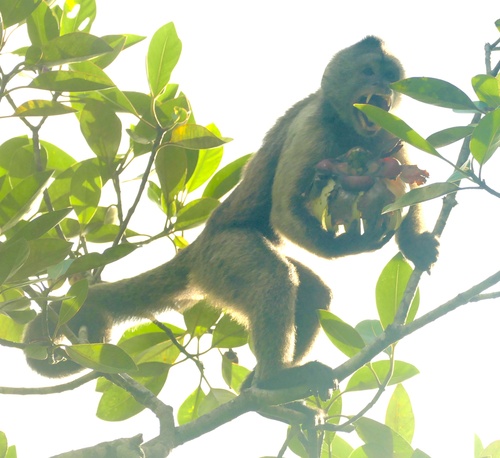 Chestnut Weeper Capuchin