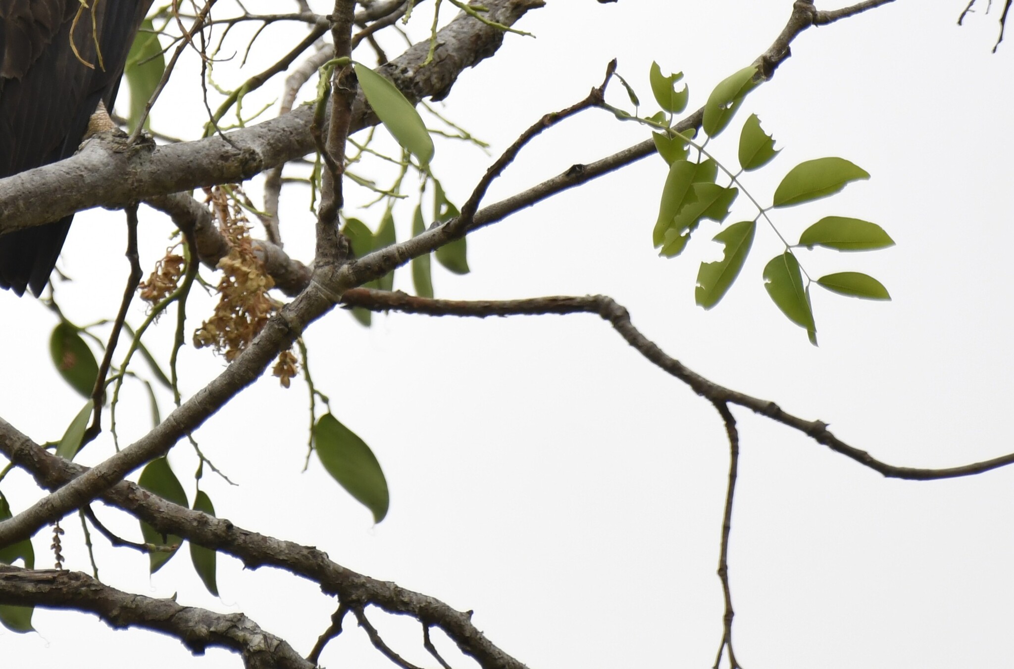 African Copaiba Balsam Tree (Daniellia oliveri)