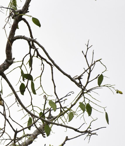 Daniellia oliveri, photograph 2