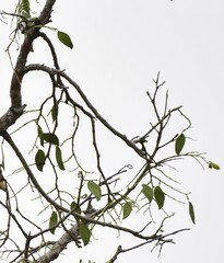 (c) Zac Peterson, some rights reserved (CC BY) Daniellia oliveri, photograph (c) Zac Peterson, some rights reserved (CC BY)