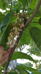 Sterculia parviflora