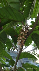 Sterculia parviflora